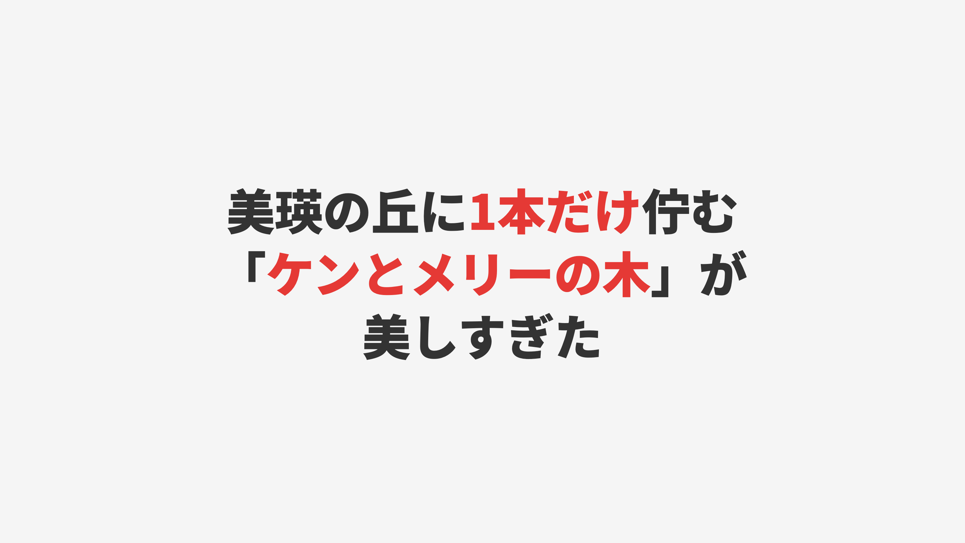 【美瑛】丘の上に佇む一本のポプラ「ケンとメリーの木」