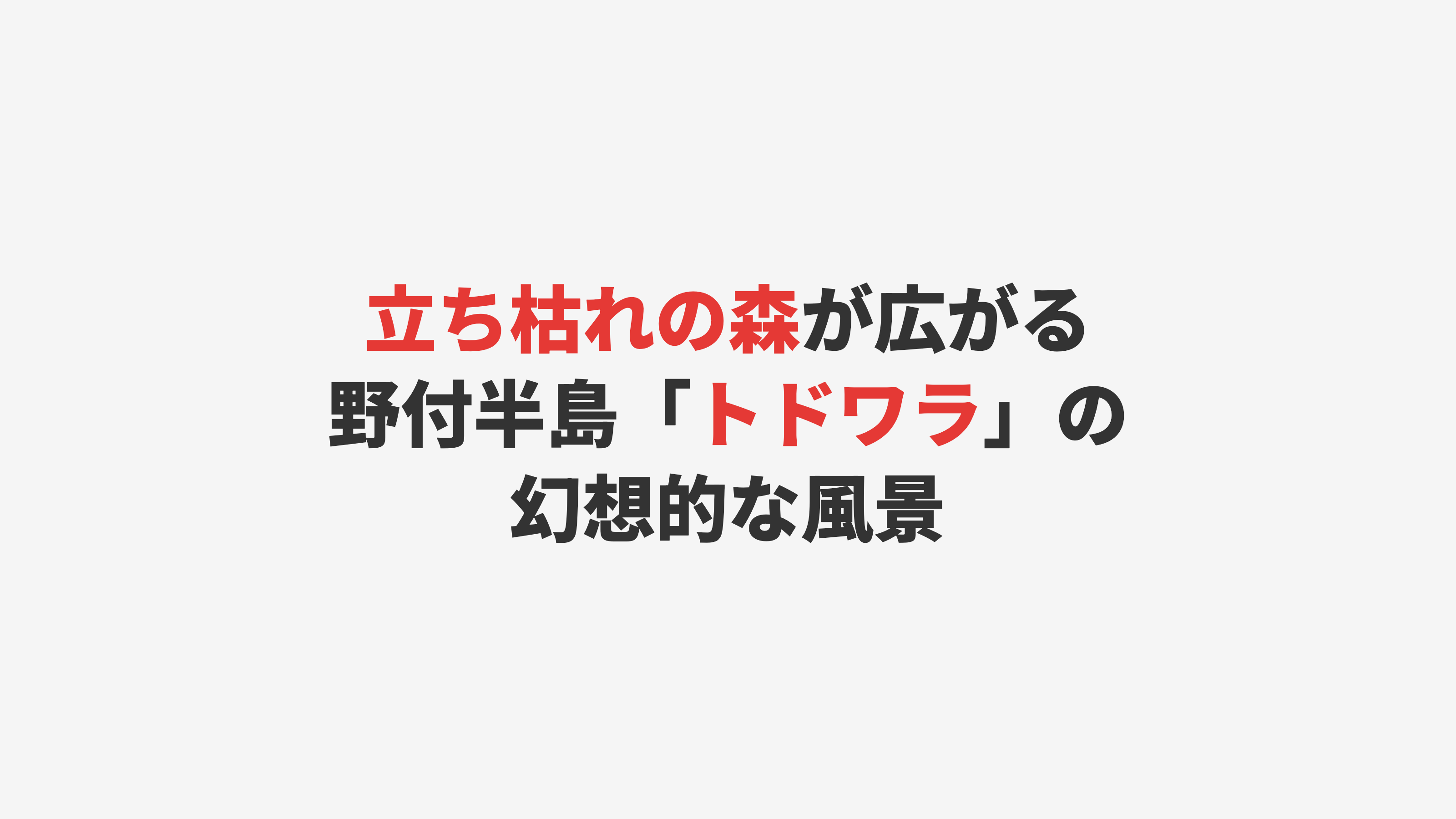 【野付半島】立ち枯れの森「トドワラ」の幻想風景