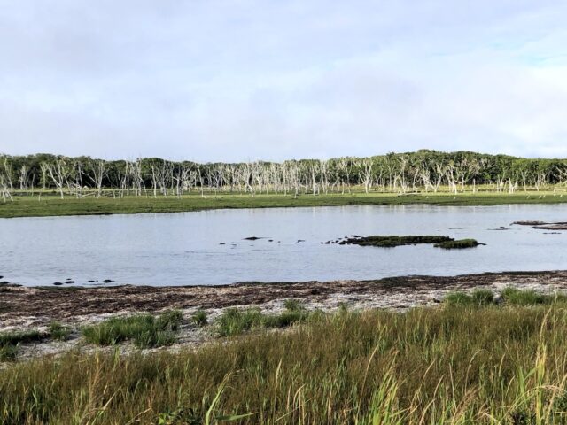 野付半島の湿原