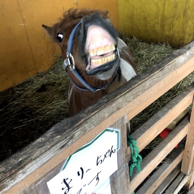 馬の笑顔