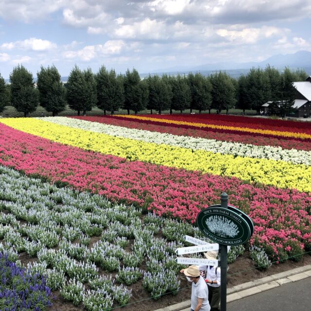 ファーム富田の花畑