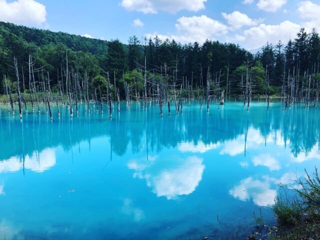 美瑛の青い池
