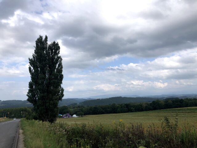 ケンとメリーの木全景